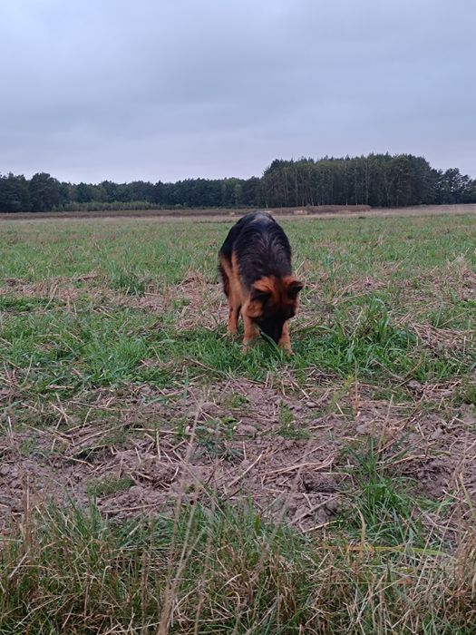 Suczka FCI długowłosa Owczarek Niemiecki