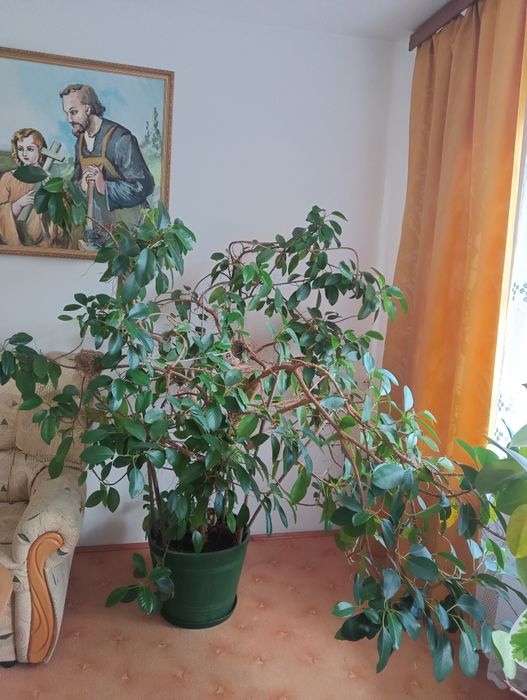 Ficus rubiniosa australis kwiat duży