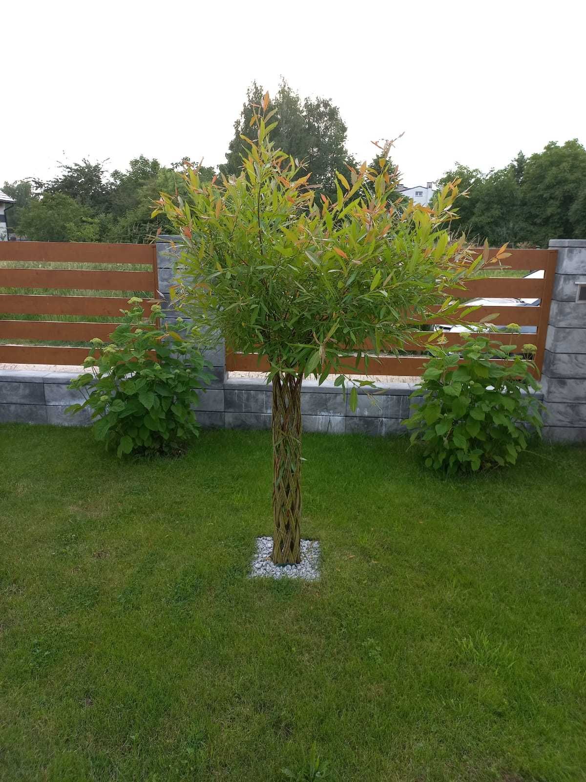 Drzewko wiklinowe plecione, wierzba pleciona 180 cm