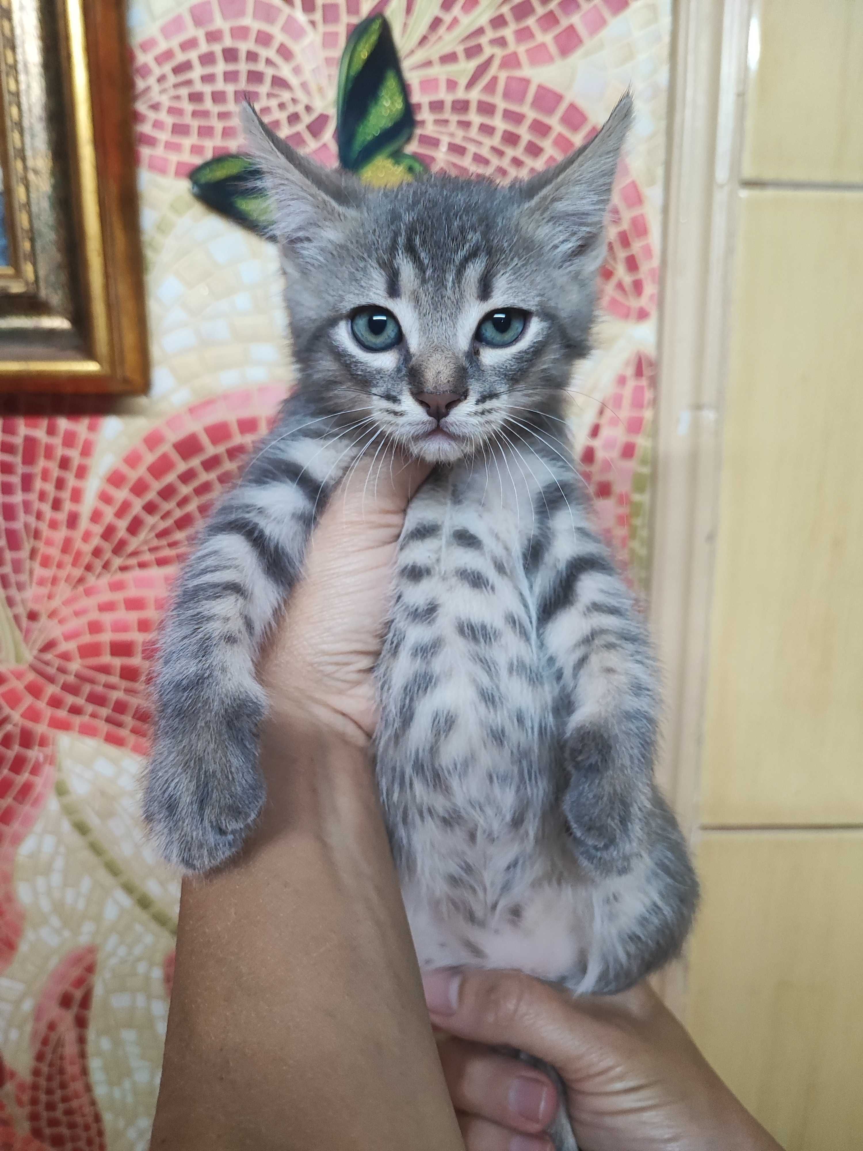 Отдам котят в добрые руки