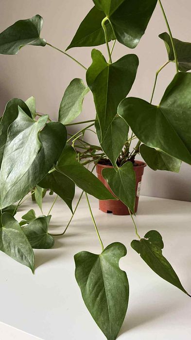 Duże anturium anthurium kwiat roślina