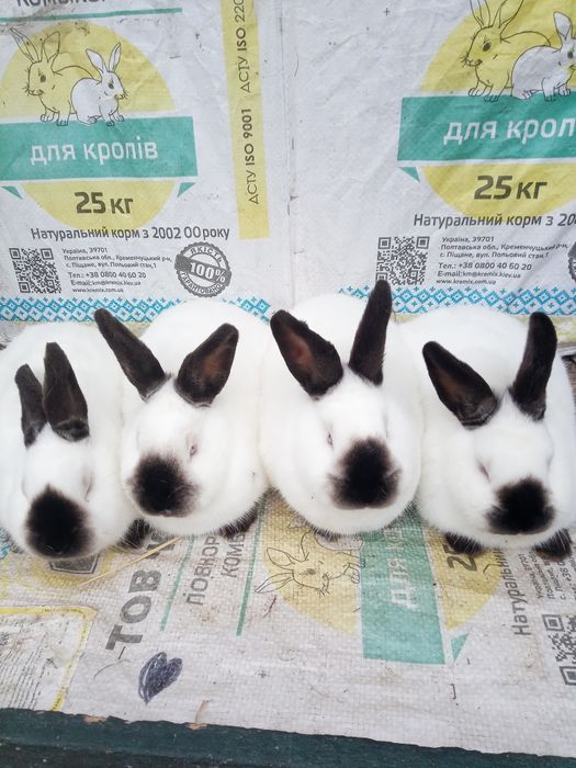 Кролі каліфорнійці