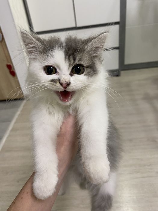 Віддам котеня безкоштовно, вік 2 місяці, без бліх - домашній