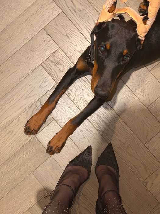 Восьмимісячна дівчинка добермана шукає нову сімʼю