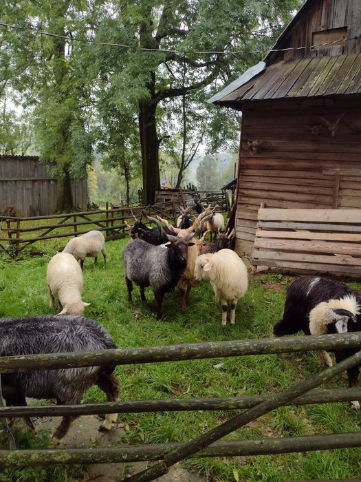 Owca baran raczka węgierska