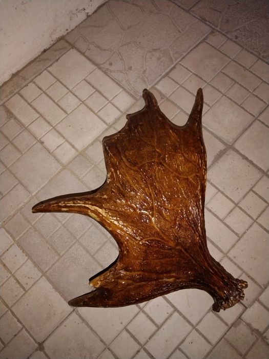 Продам справжній ріг Оленя