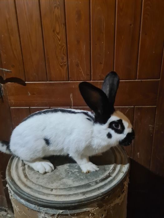 Samica srokacz mieszany