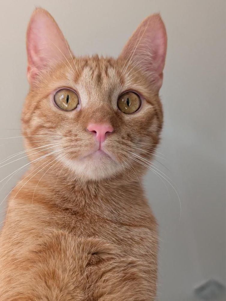 Молодий котик Патрік