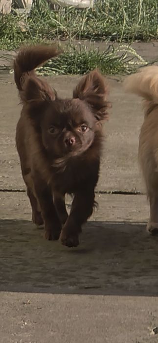 Chihuahua samczyk czekoladowy długowłosy FCI