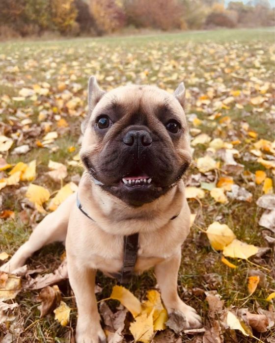 Хлопчик Француз, шукає красуню для вʼязки!