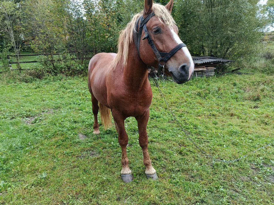 Продам сильного коня