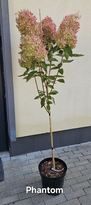 Гортензія на штамбі, штамбова гортензія волотиста,  штамб