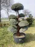 Bonsai - Juniperus squamata "MEYERI"-180 cm-Duże kule