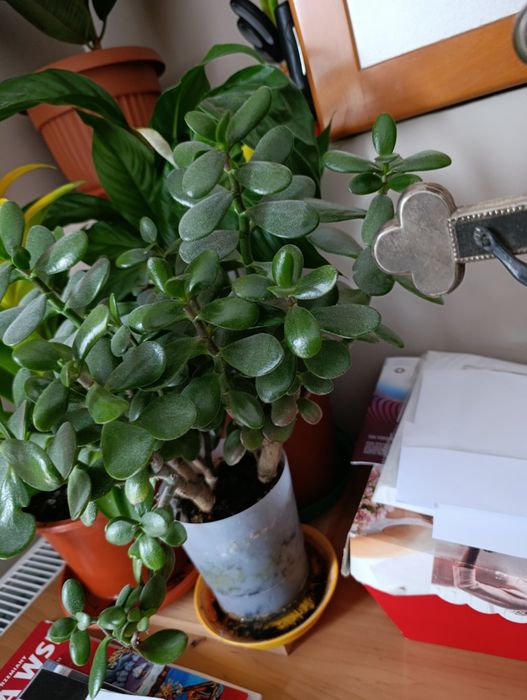 drzewko szczęścia grubosz pilnie sprzedam