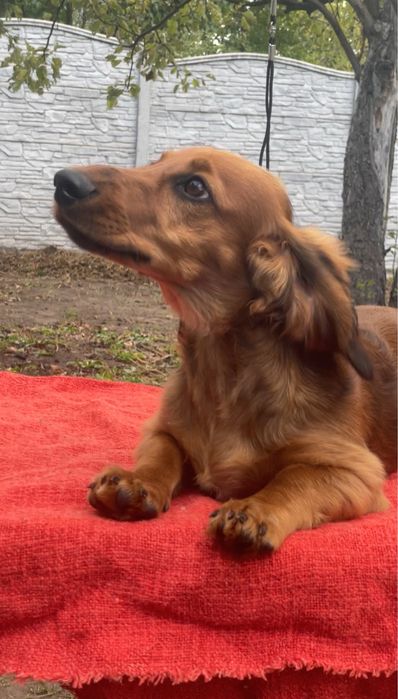 Чудовий кобель довгошерстної такси