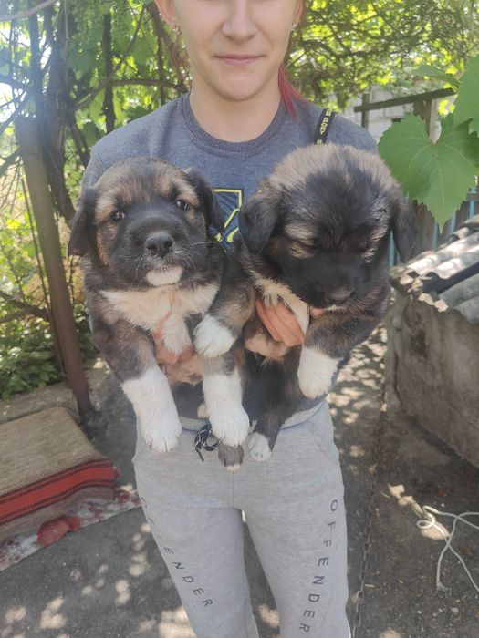 Віддам в добрі руки 10 щінків