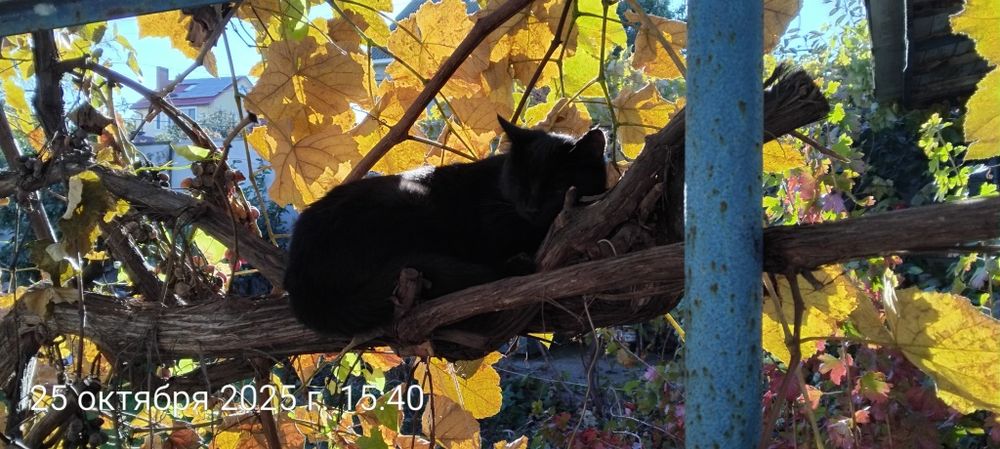 Кошечка в хорошие руки