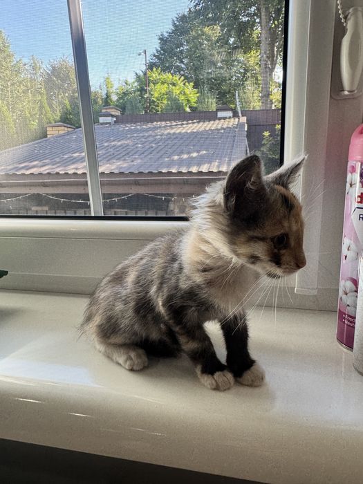 Маленьке кошеня, кіця 4 місяця Львів Вікторія Гарденс