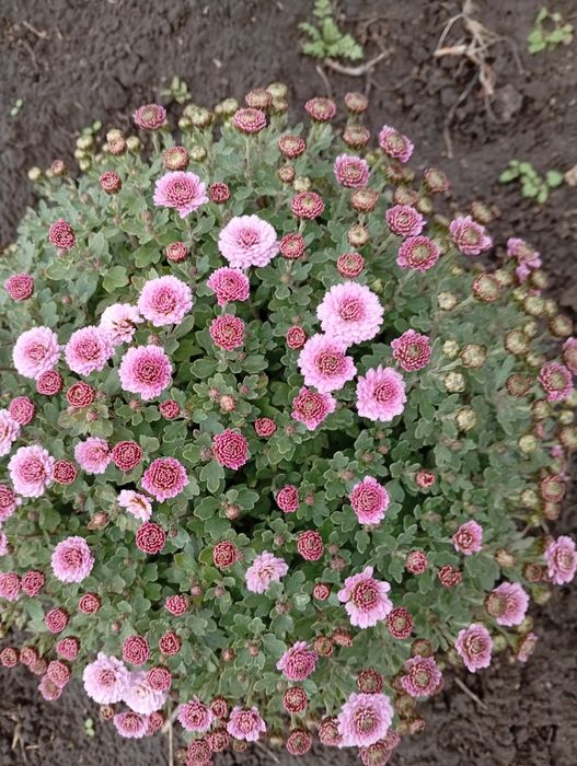 Продам хризантему, Кантрі, зелена