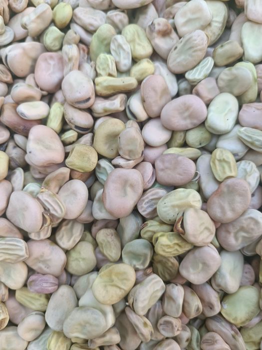 Боби , біб.Квасоля