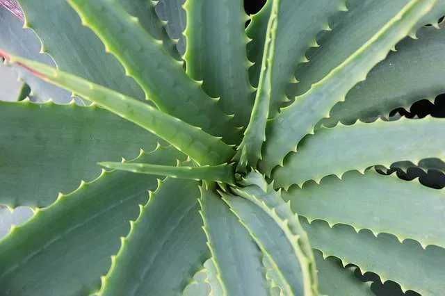 Catos adultos grandes Aloe Vera com mais de 3 anos até 1 metro altura