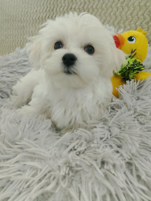 Maltańczyk z rodowodem - piesek