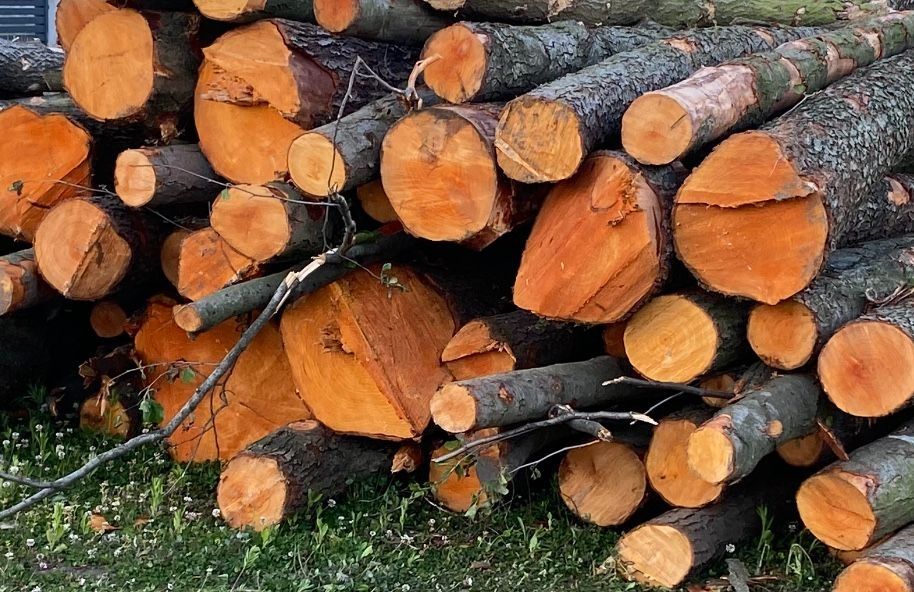 Brzoza , olcha , dab kazdy gatunek