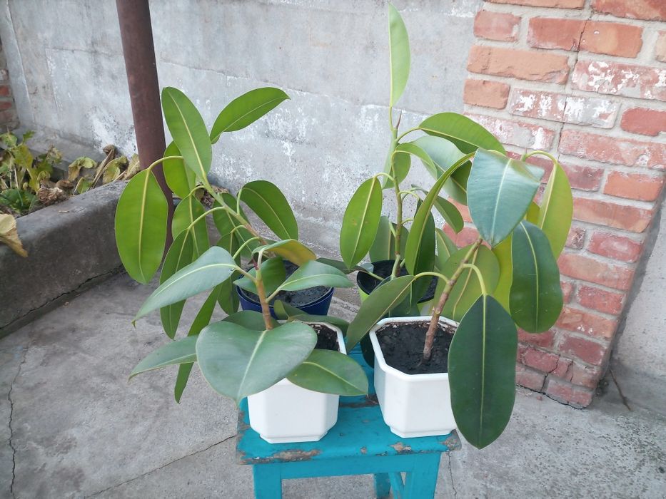 Продам  квiти в горщиках фiкус,юка,монстера!