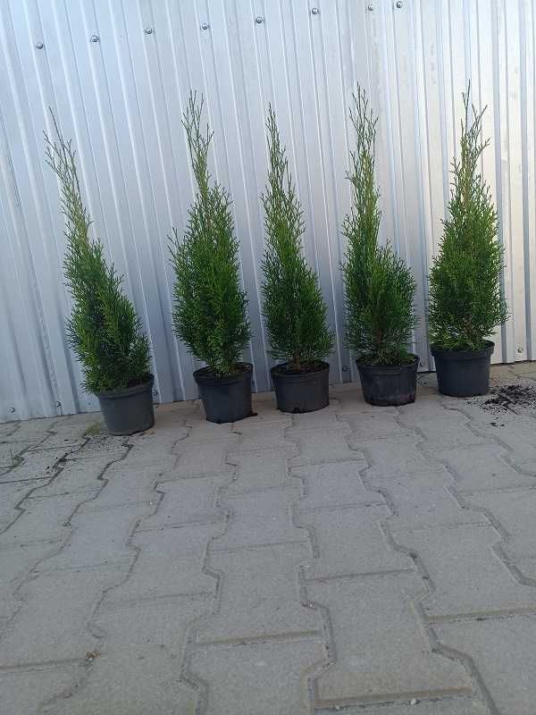 Tuja thuja szmaragd 70cm