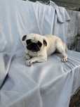 Pug carlin femea com Lop