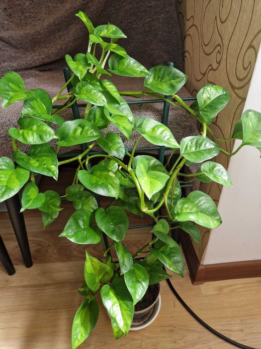 Епіпремнум сциндапсус глобал грін