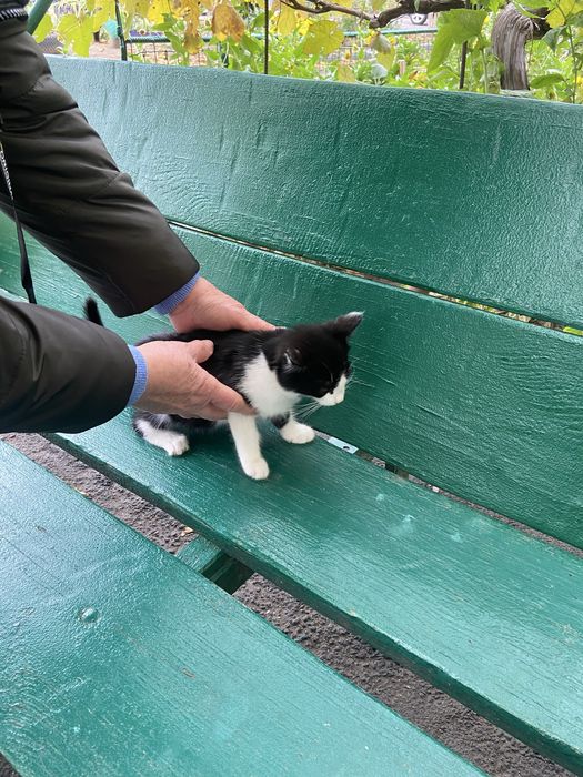 Котенок , девочка , бесплатно