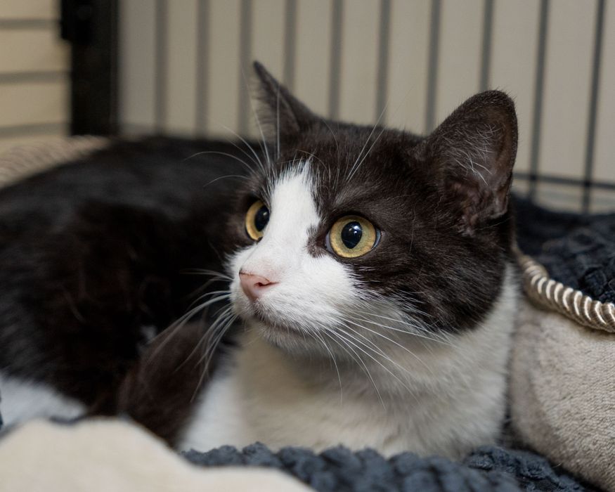 Velma – kotka, której FIV odbiera  marzenia o domu