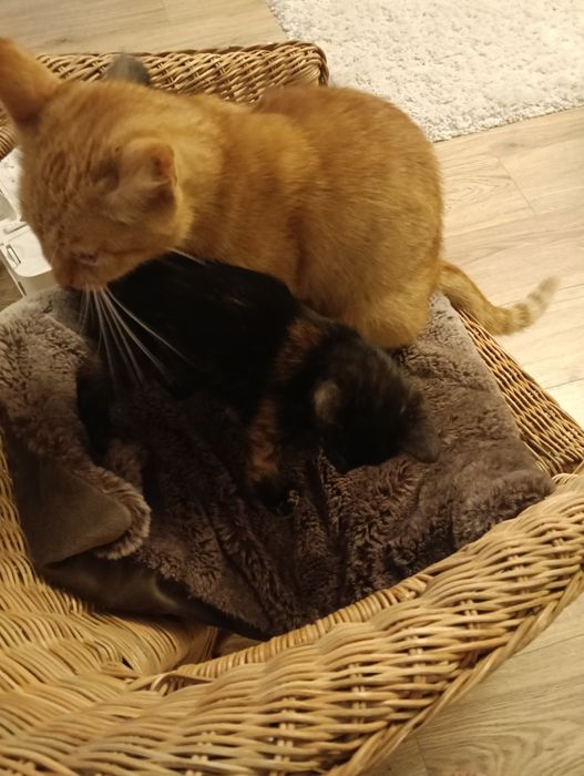 Piękna szylkretka, 2 mies, samodzielna