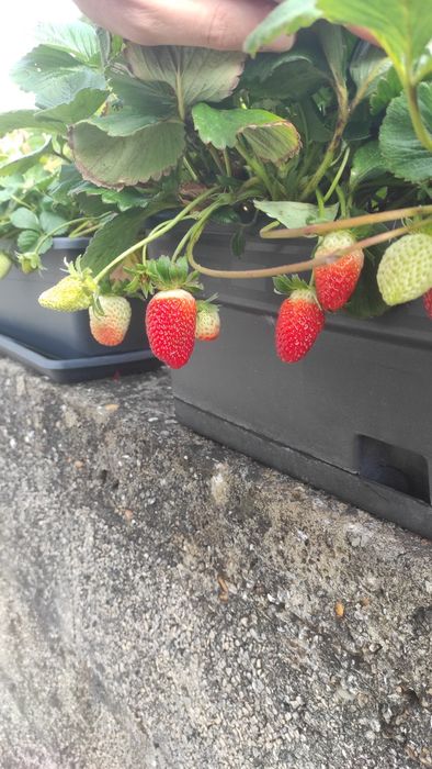 Morangueiros( Gigante, Branco, Silvestre, San Andreas, etc..)