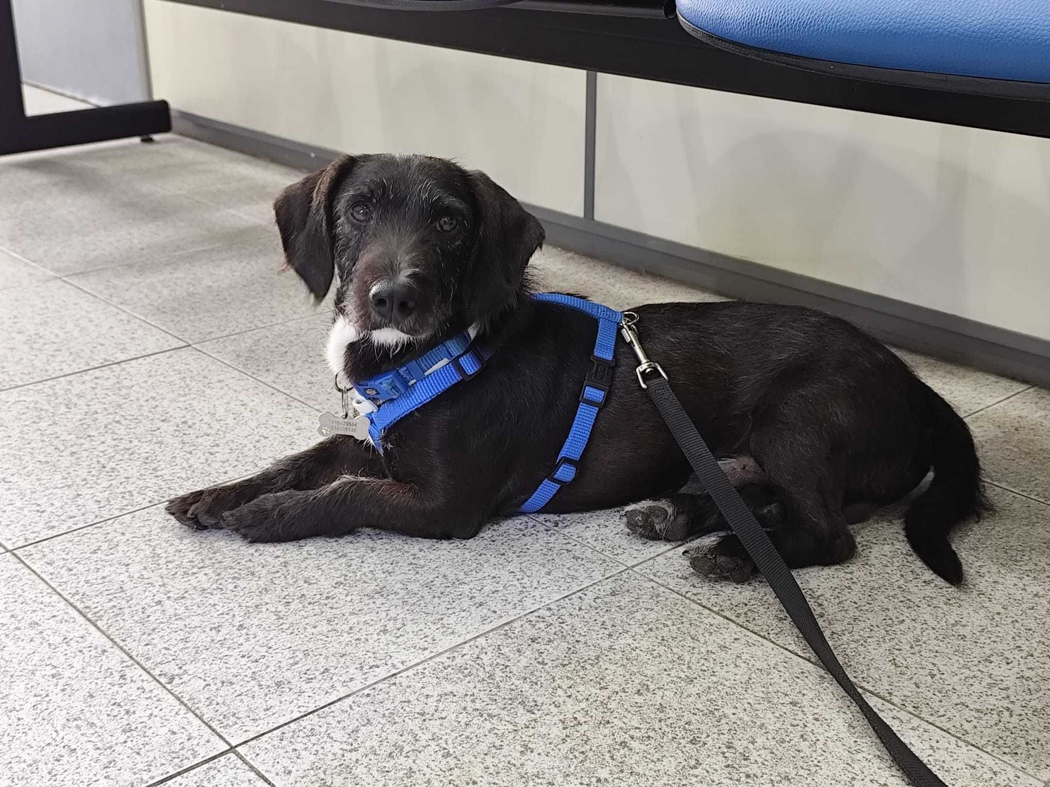 ZEUS (Macho, 4 Anos, xTeckel) Para Adoção