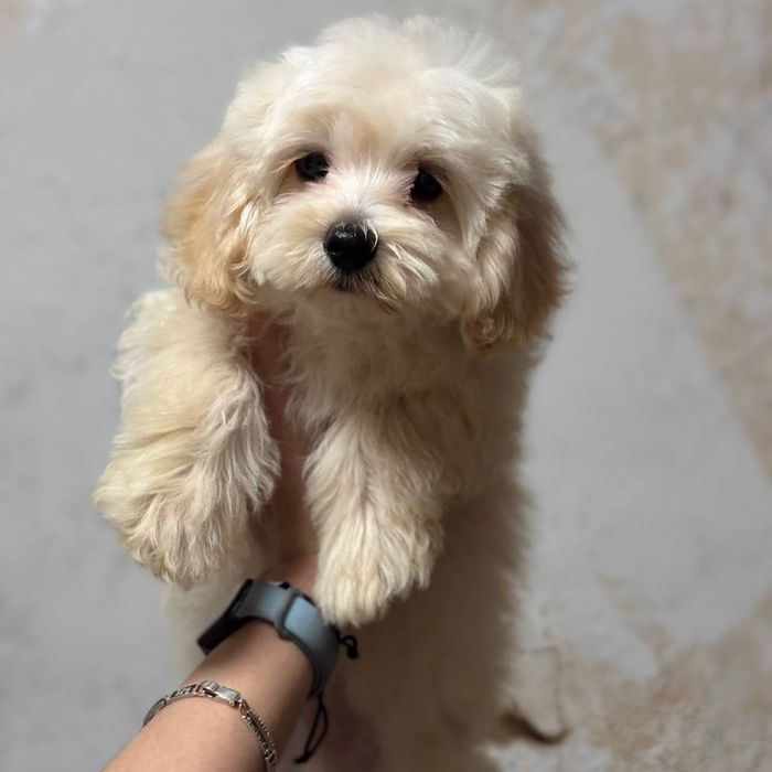 Щенок Мальтипу F1 — мини мальчик с идеальным характером!