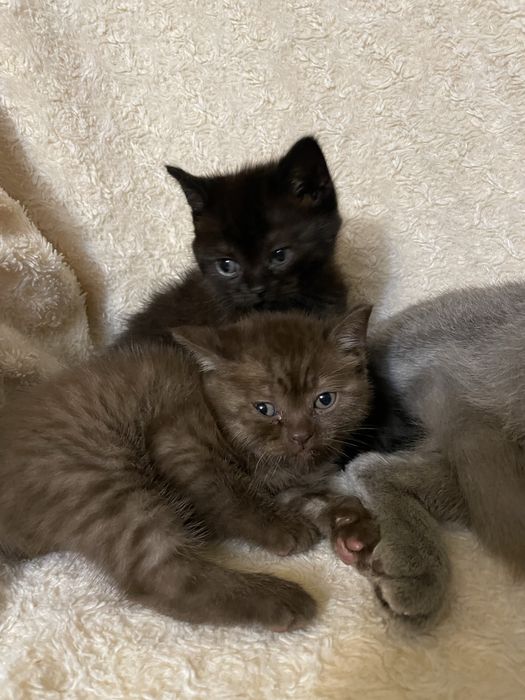 шотландські кошенята котик і киця
