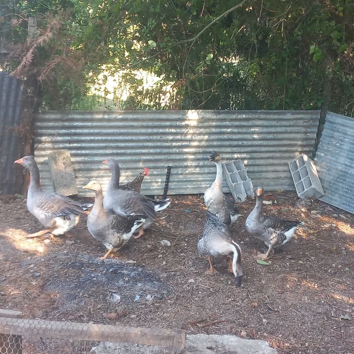 Vendo ou troco por algo do meu interesse