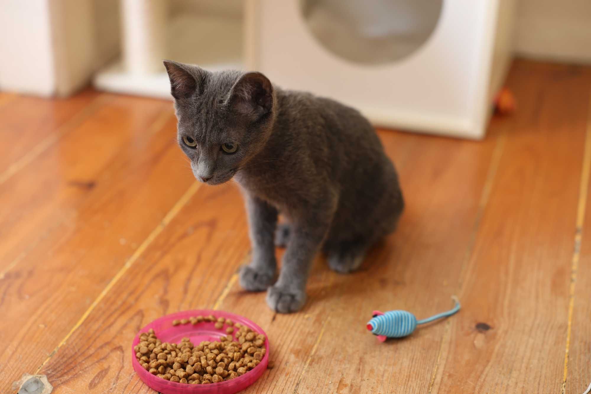 Gatinha com 3,5 meses para adopção responsável