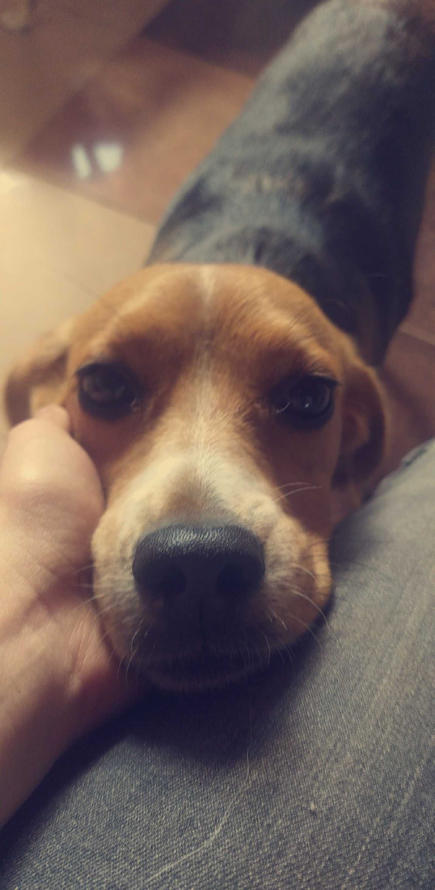 Lady - sunia w typie Beagle czeka na dom