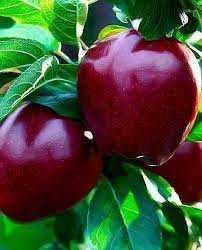 Саджанці яблунь різного сорту, з розвиненою кореневою. Опт та Роздріб.