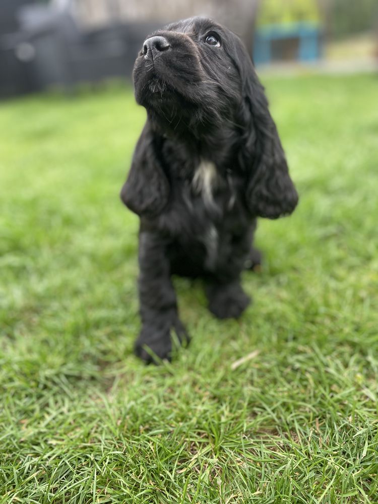 Suczka cocker spaniel angielski czarna z bialym badania genetyczne