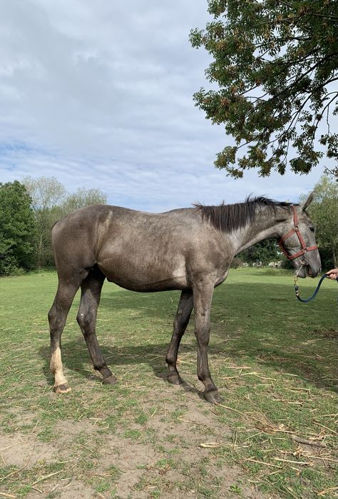 Sprzedam - redukcja stada