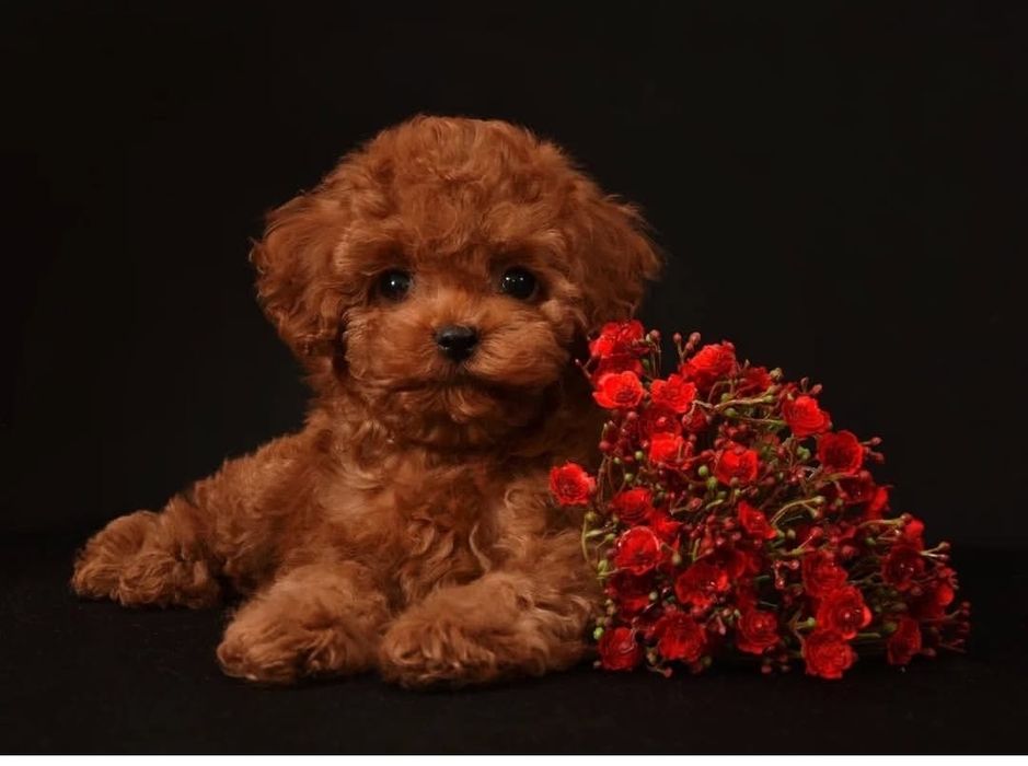 НейМовірний красавчік той пуделЬ Ред Браун