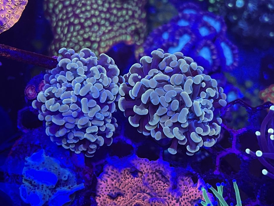 Corais Euphyllia Holy Grail / Holograma / Gold - aquario agua salgada