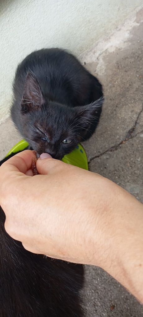 Adoção gatinhos tem 3 meses