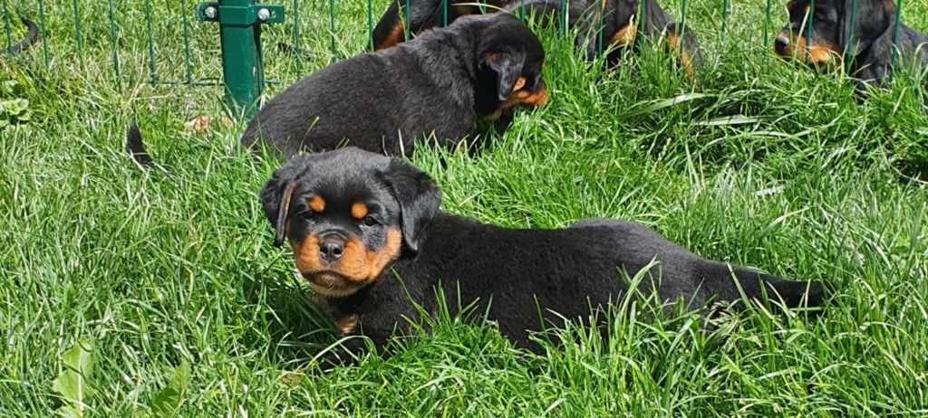 Rottweiler szczenię FCI samiec