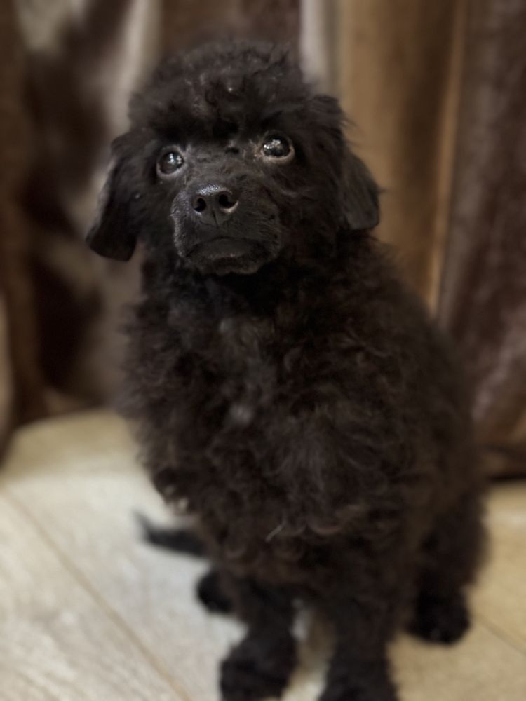 Хлопчик toy poodle