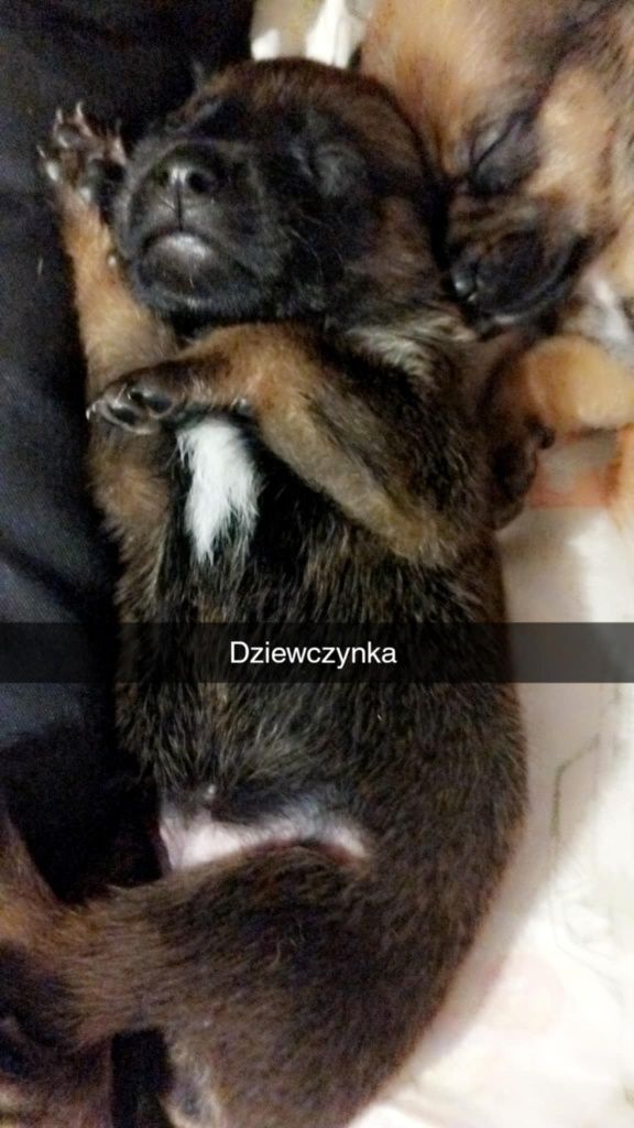 Oddam w dobre ręce